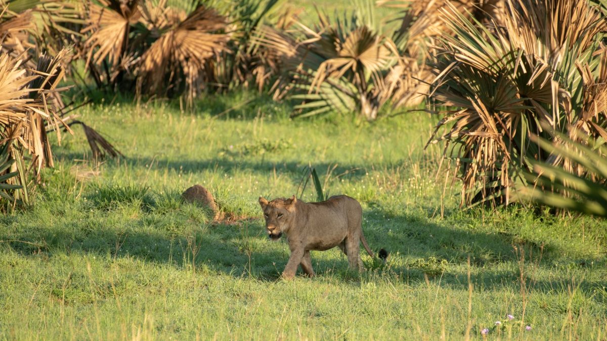 15 Days Ultimate Uganda Safari