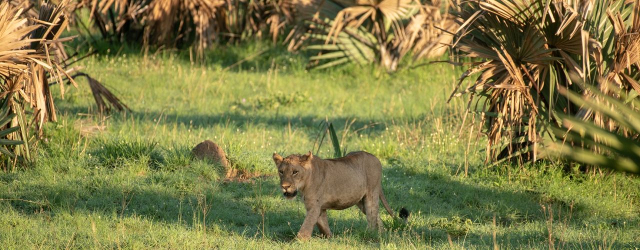 15 Days Ultimate Uganda Safari