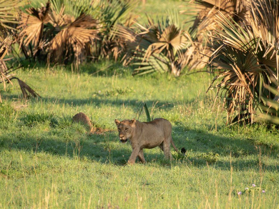 15 Days Ultimate Uganda Safari