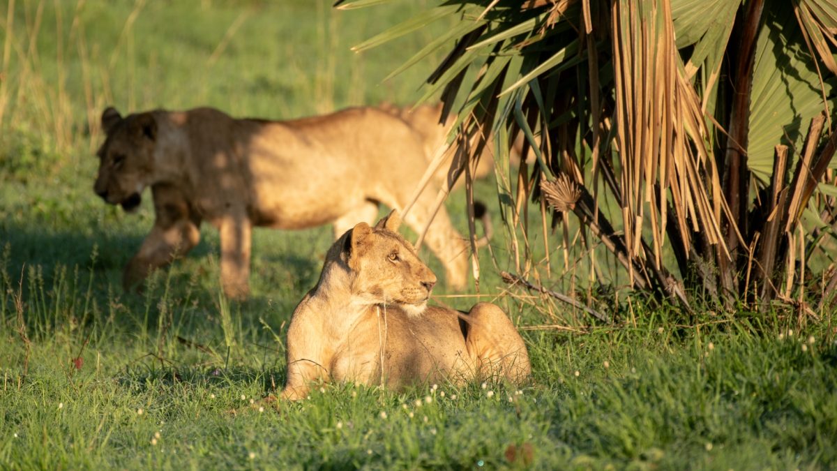 9 Days Uganda Wildlife Tour