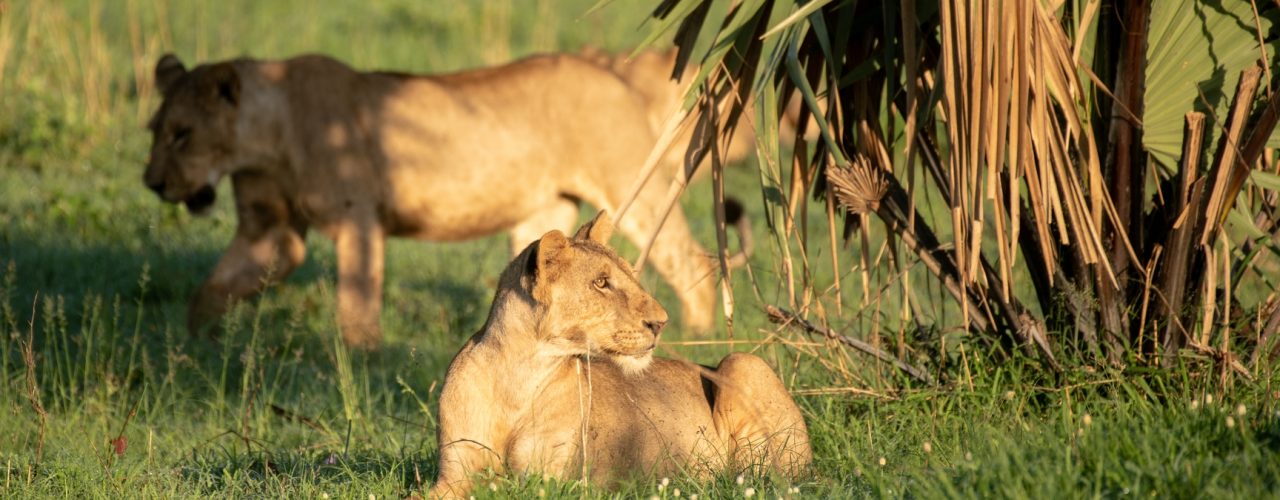 9 Days Uganda Wildlife Tour