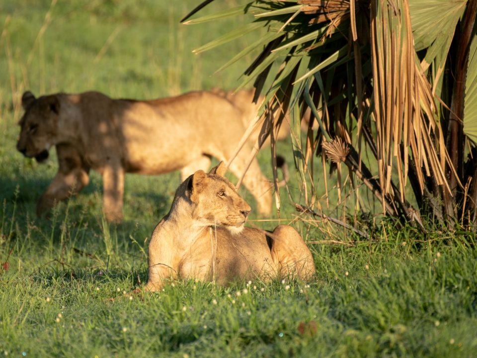 9 Days Uganda Wildlife Tour