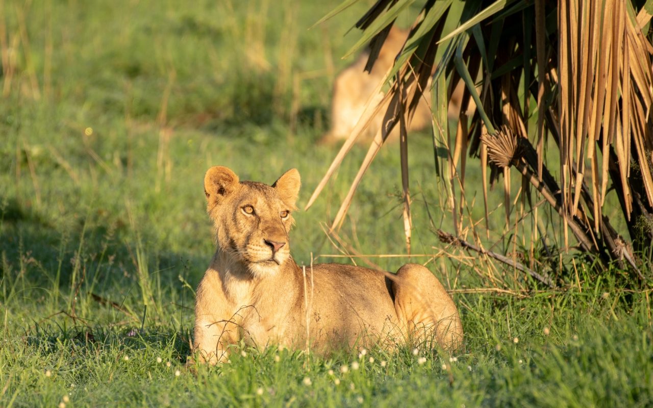 9 Days Uganda Tour