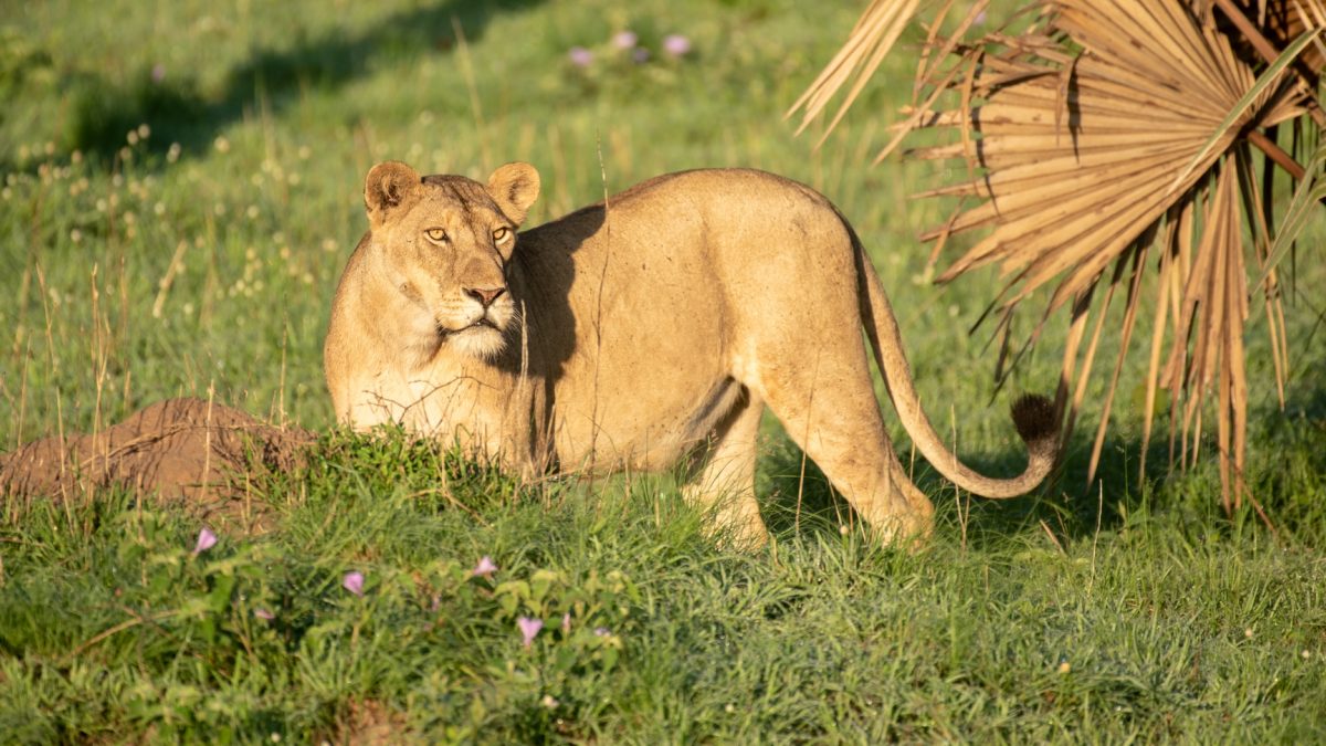 8 Days Uganda Tour