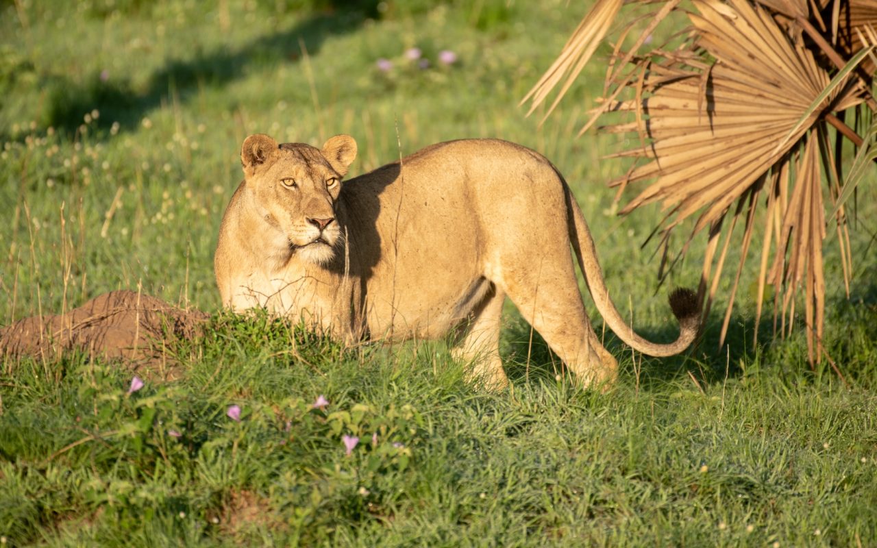 8 Days Uganda Tour