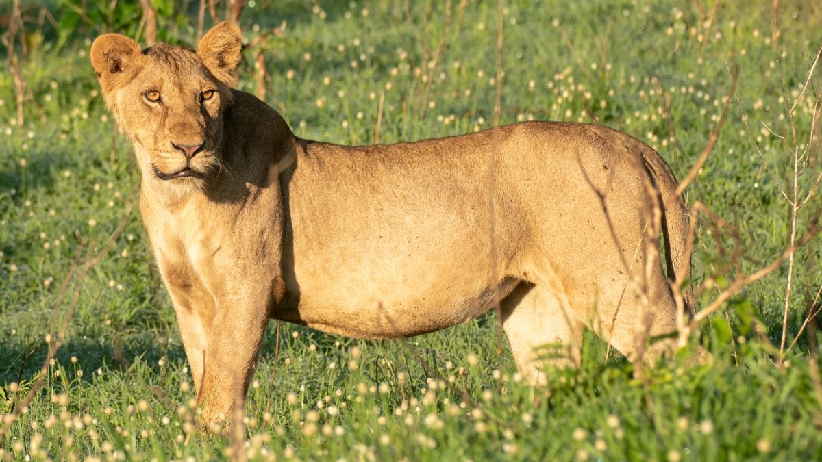 4 Days Uganda Luxury Safari