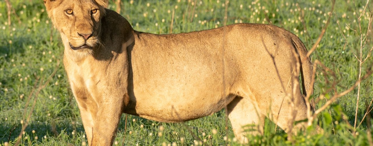 4 Days Uganda Luxury Safari