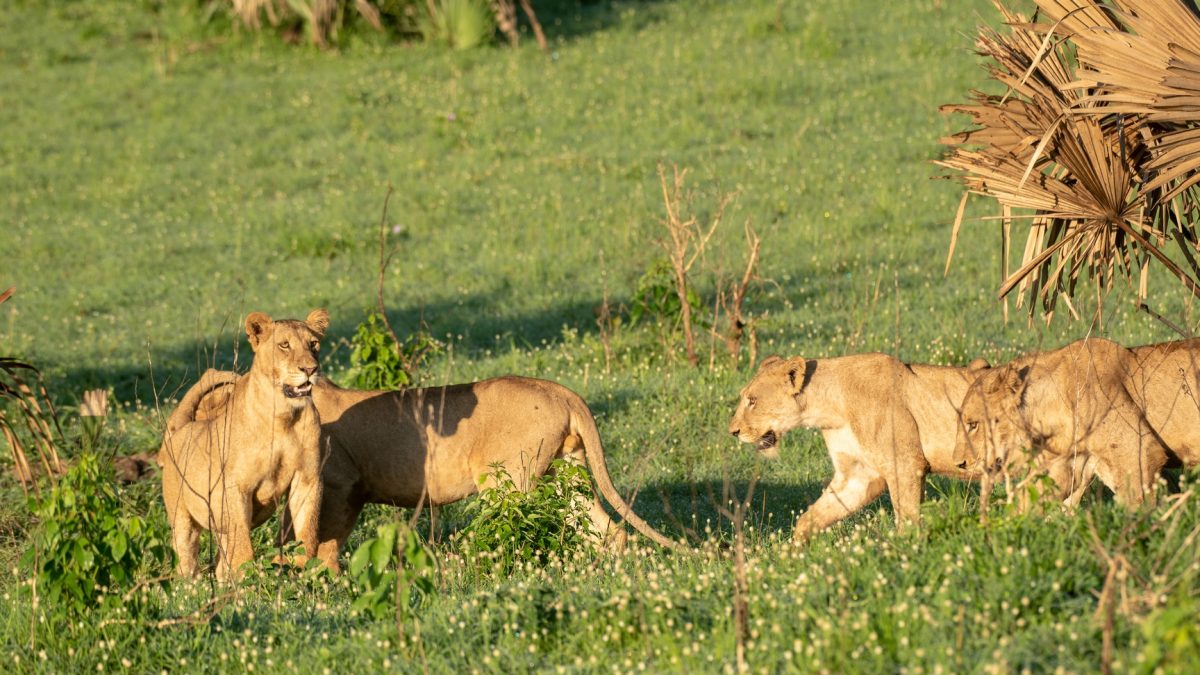 7 Days Uganda Tour