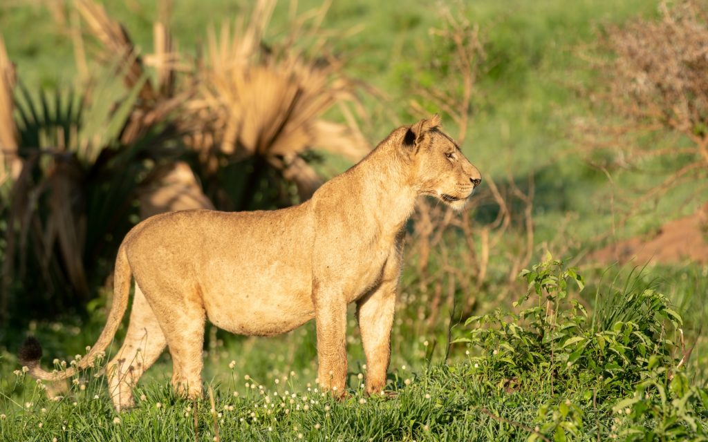 Wildlife Safari Tour in Samburu National Reserve Kenya