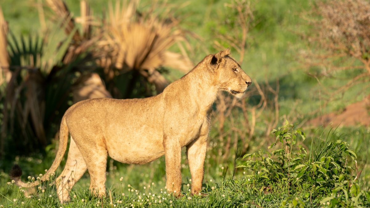 Wildlife Safari Tour in Samburu National Reserve Kenya