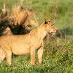 Wildlife Safari Tour in Samburu National Reserve Kenya