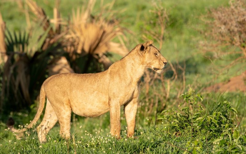 Kenya Tanzania & Uganda 15-Day Safari