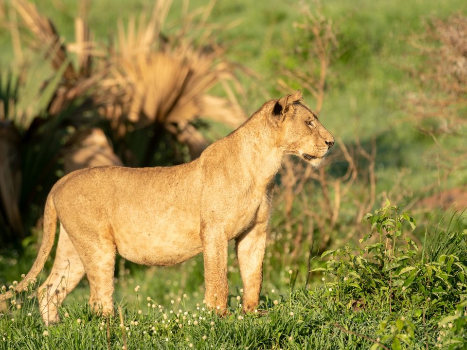 Wildlife Safari Tour in Samburu National Reserve Kenya