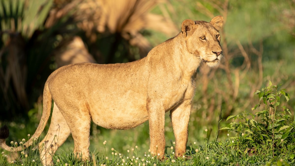 Wildlife Safari Tour in Ol Pejeta Conservation Area