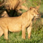 Wildlife Safari Tour in Ol Pejeta Conservation Area