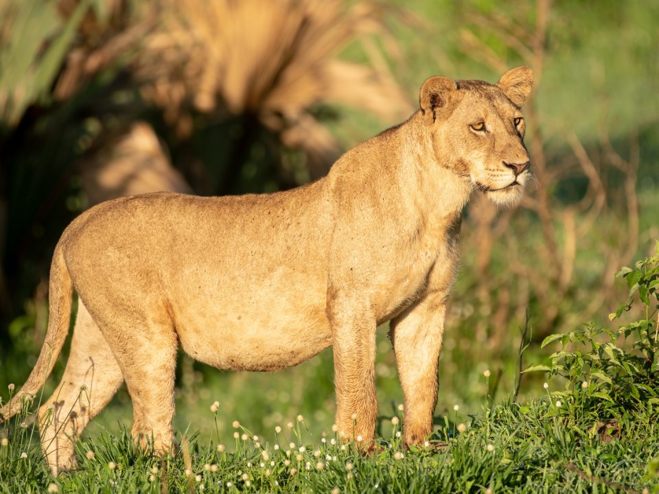 Wildlife Safari Tour in Ol Pejeta Conservation Area