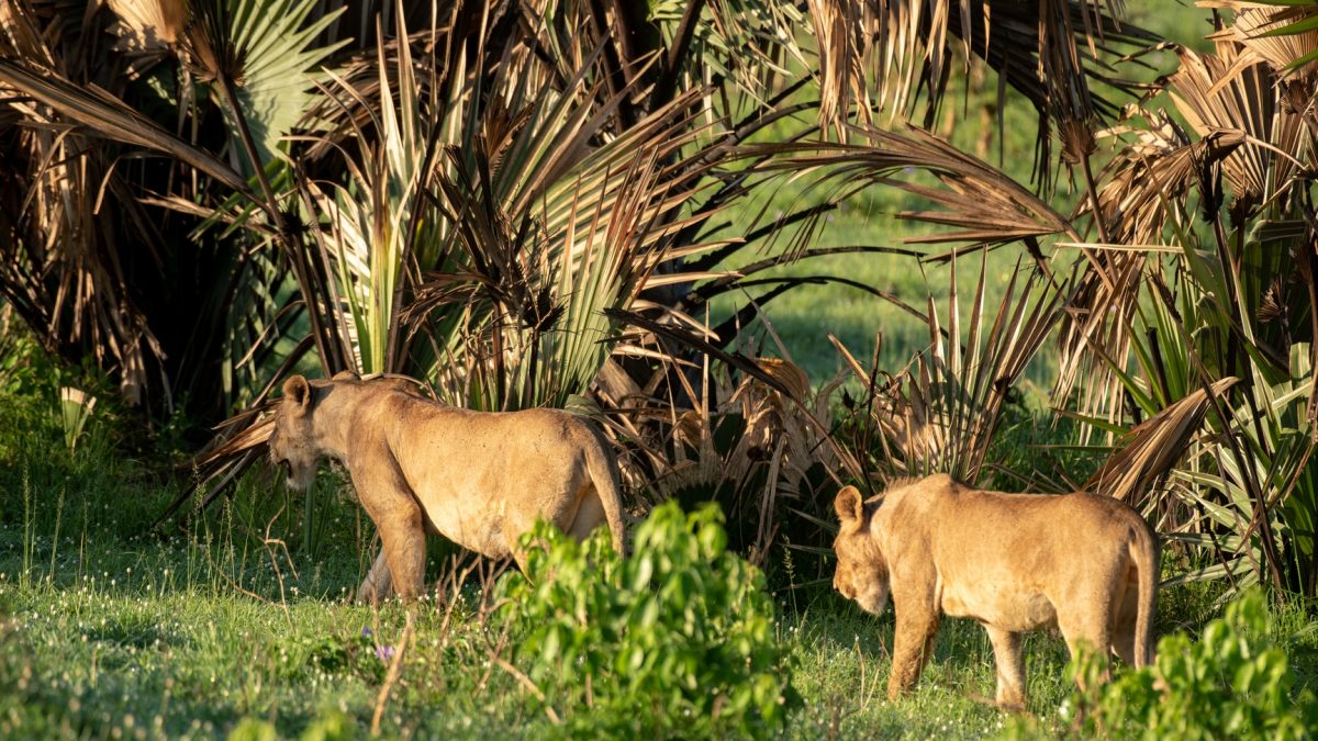 9 Days Around Uganda Safari