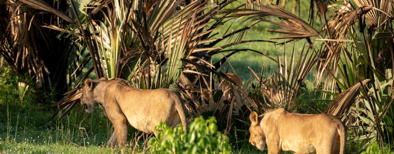 9 Days Around Uganda Safari