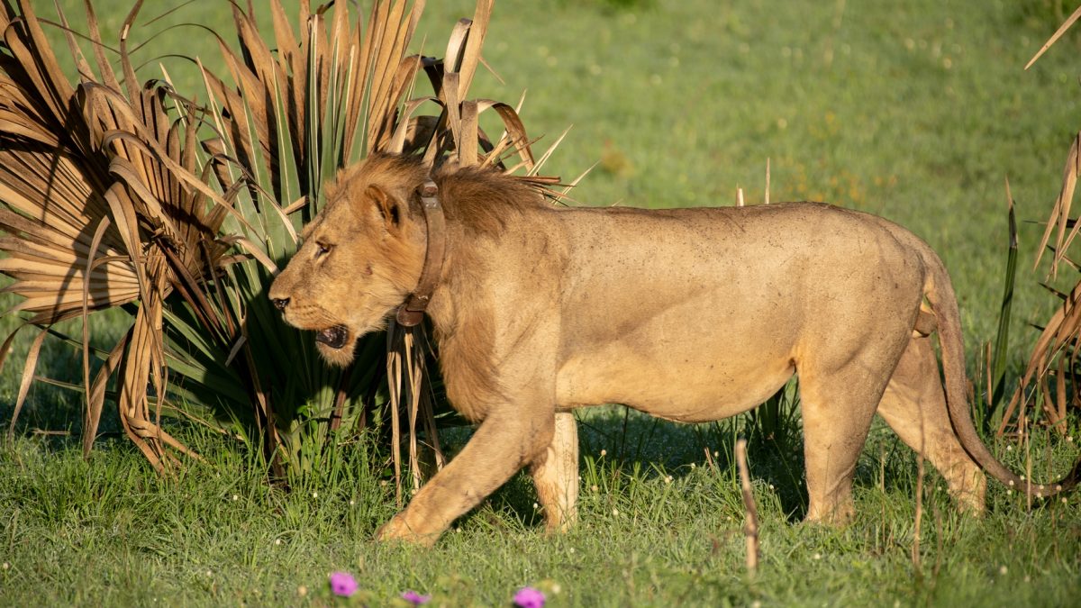 8 Days Uganda Safari