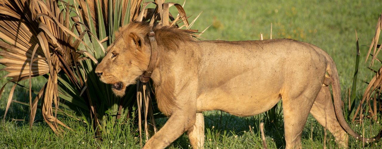 8 Days Uganda Safari