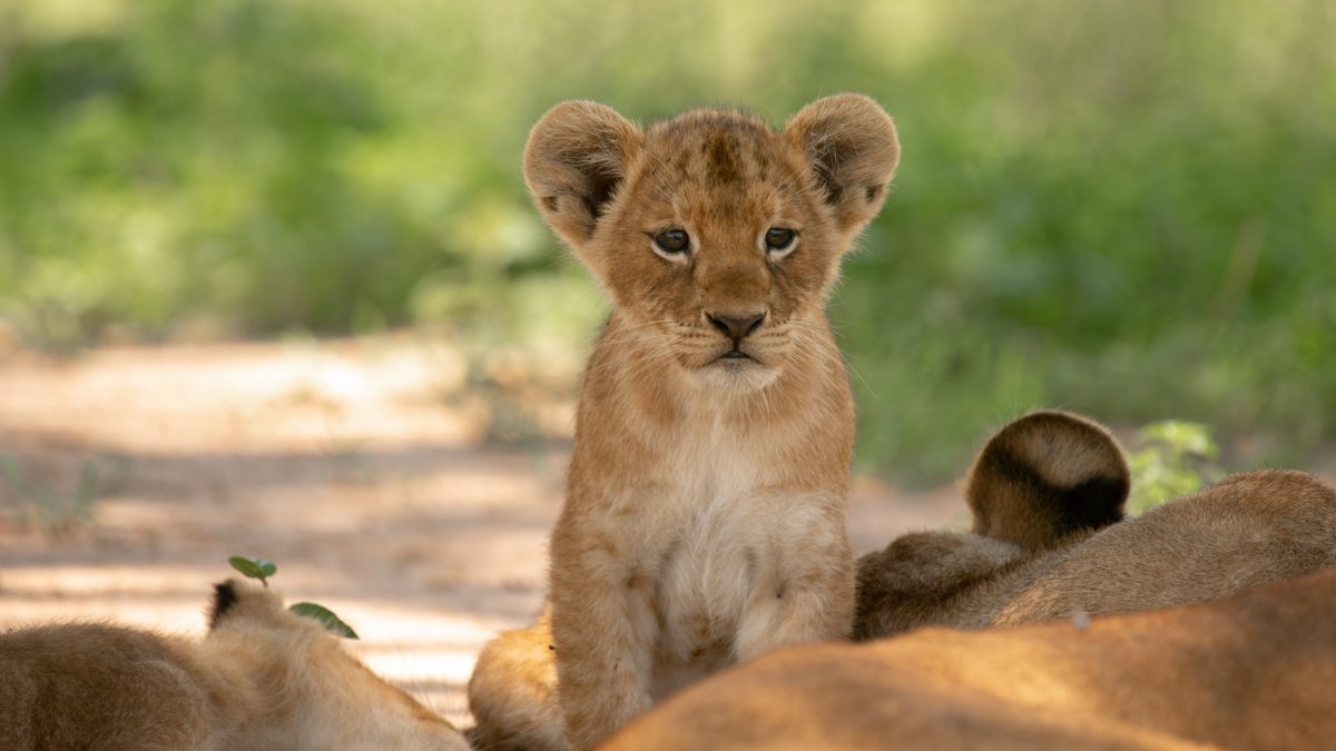 8 Days Kenya Uganda Tour