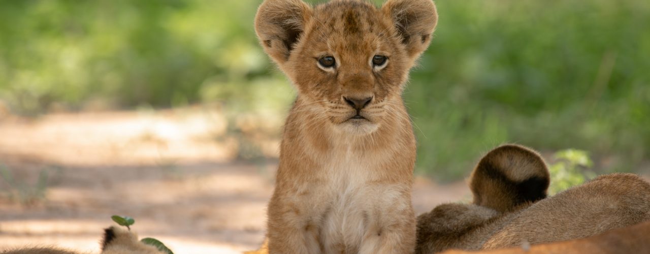 8 Days Kenya Uganda Safari Tour