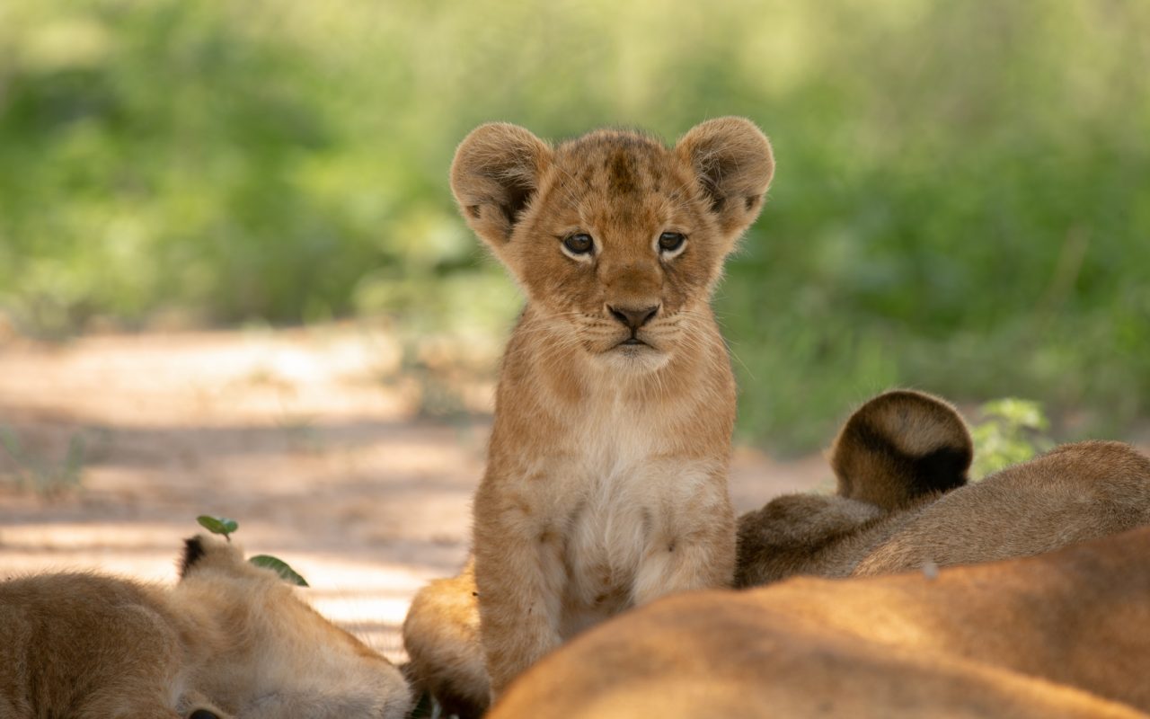 Amboseli National Park