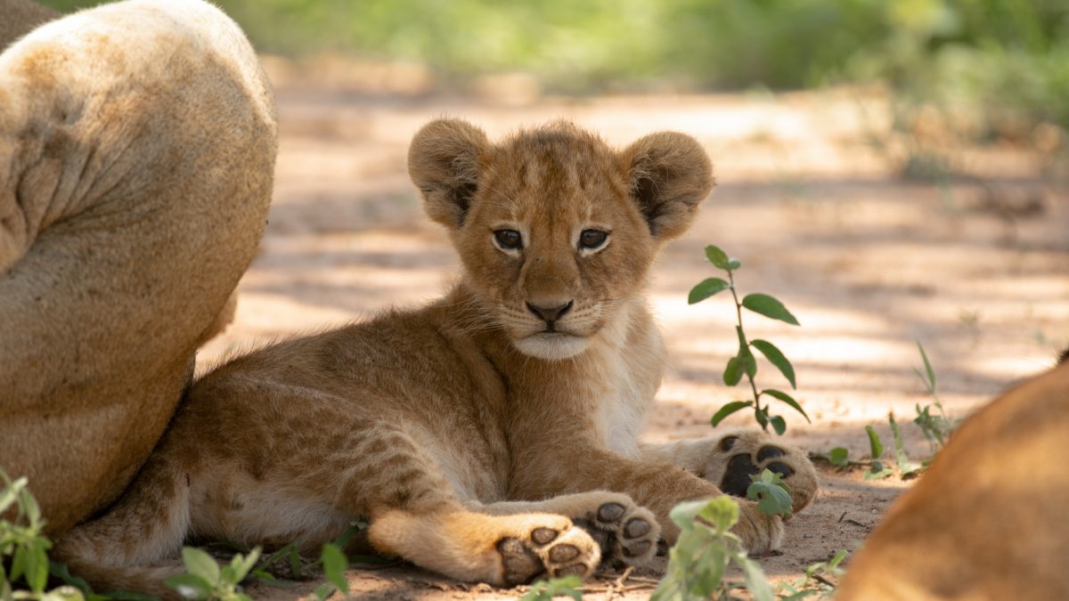 8 Days Best Kenya Uganda Luxury Safari