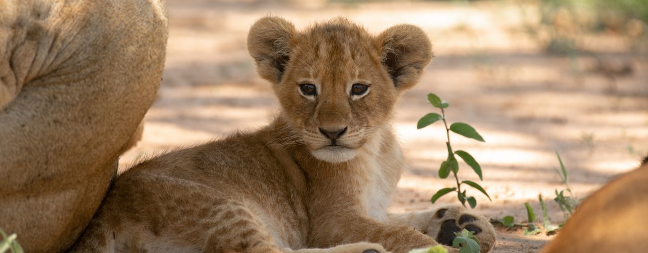 8 Days Best Kenya Uganda Luxury Safari