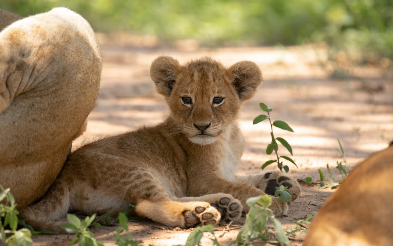 Amboseli National Park