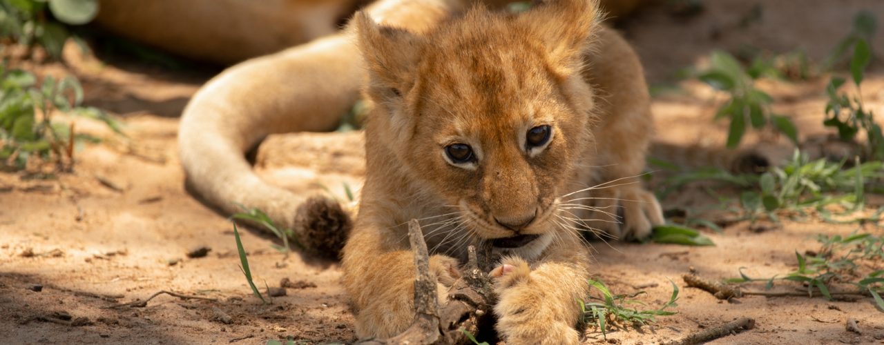 Rwanda Uganda & Burundi Safari