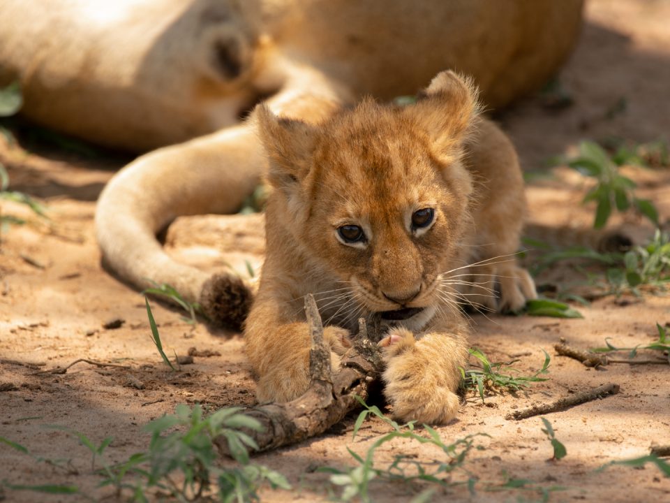 Rwanda Uganda & Burundi Safari