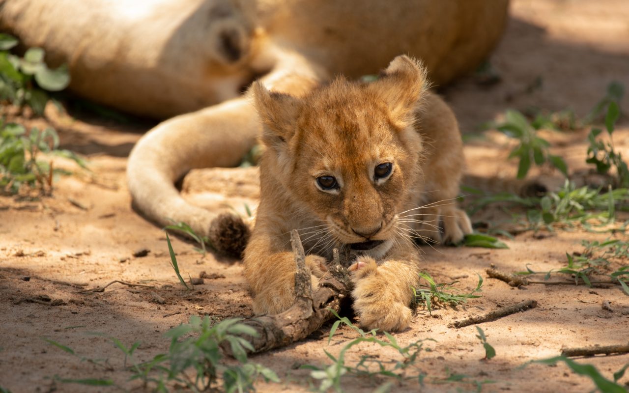 Maasai Mara National Reserve