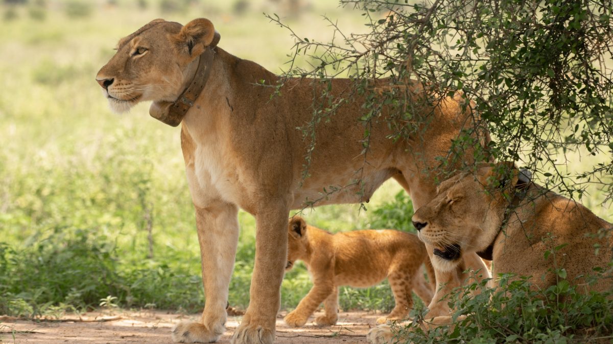 Africa Senior Tours