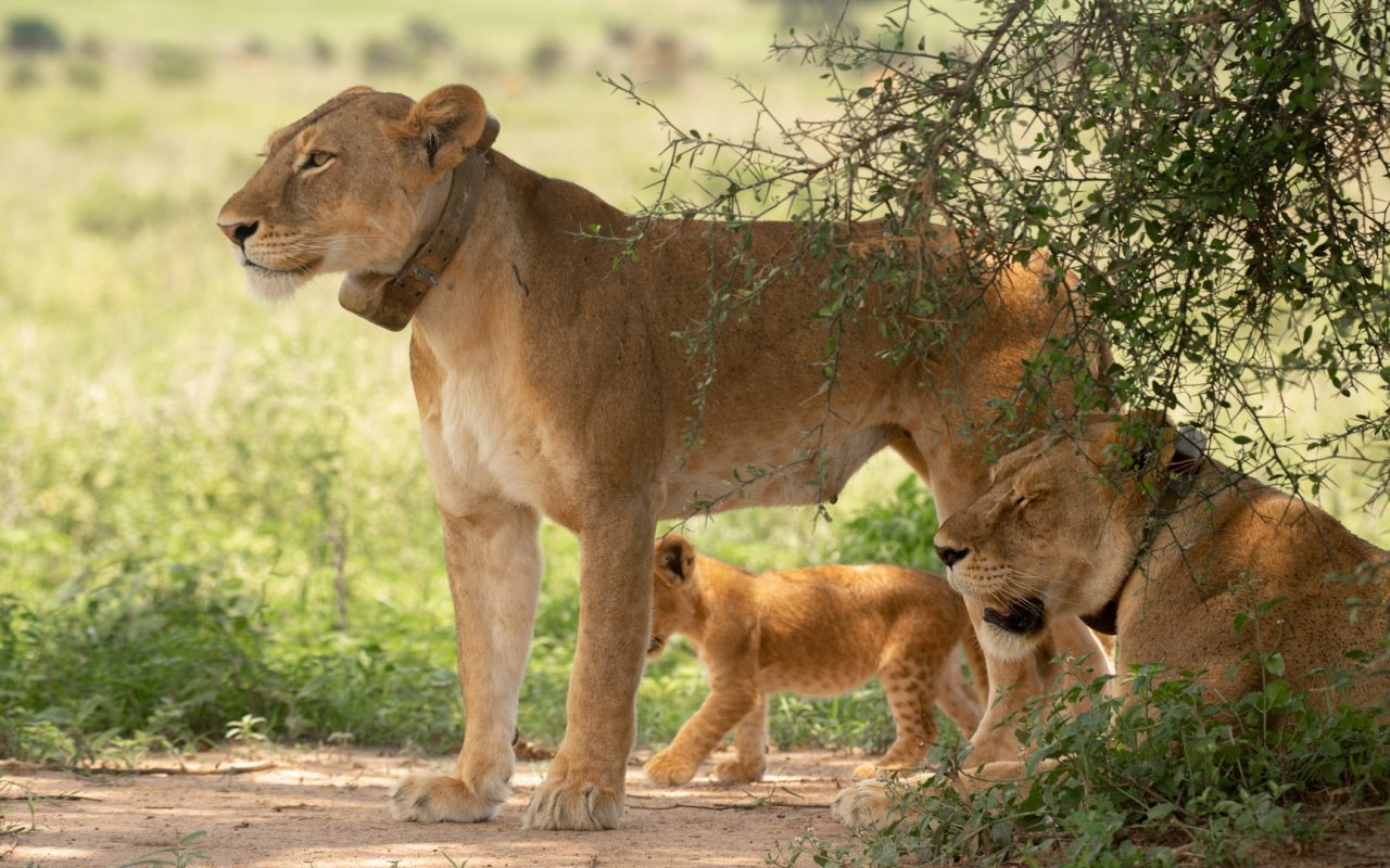 Queen Elizabeth National Park