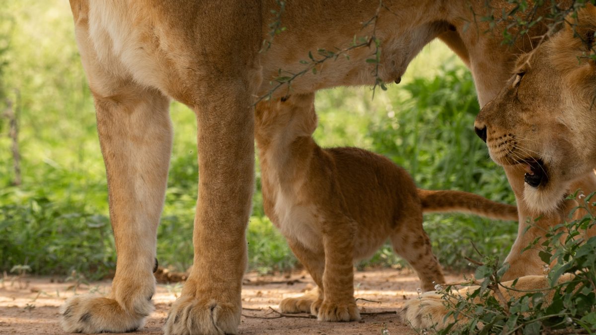 Africa Adventure Holidays