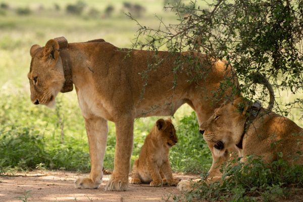 Uganda Wildlife safaris