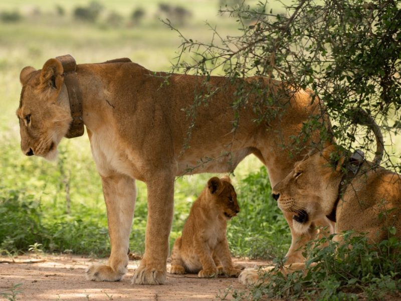 Uganda Wildlife safaris