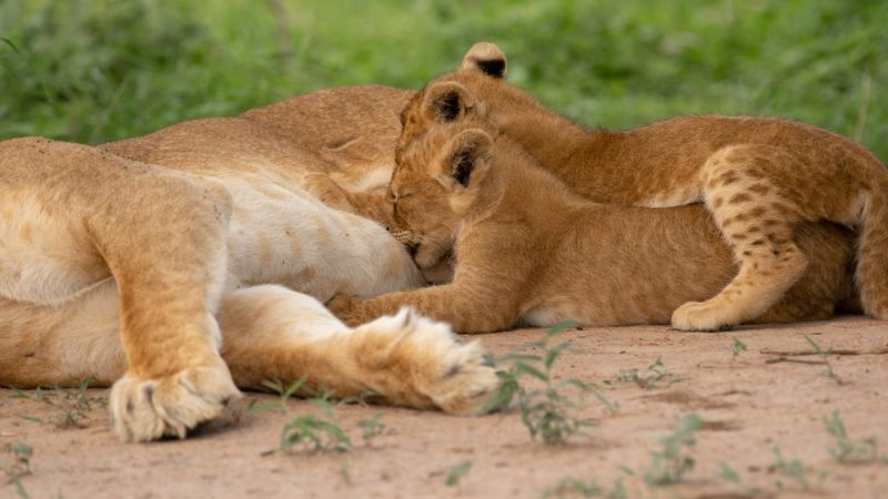 11 Days East Africa Safari