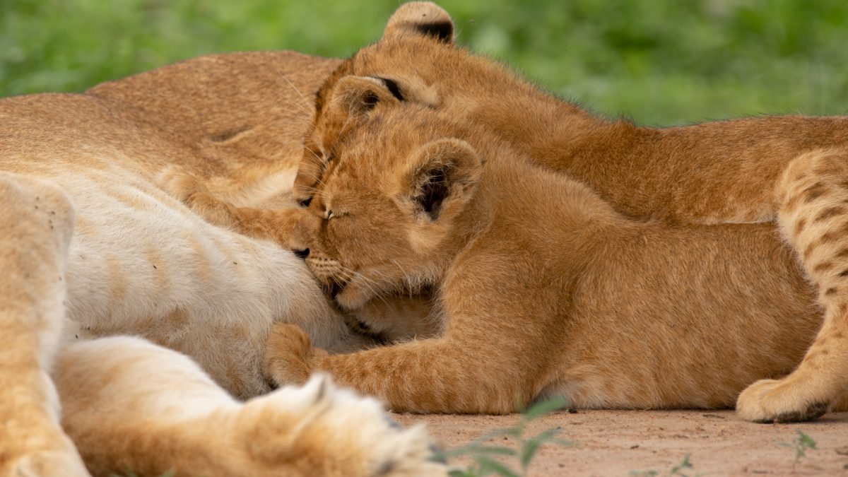 Ultimate Uganda Kenya Wildlife Safari