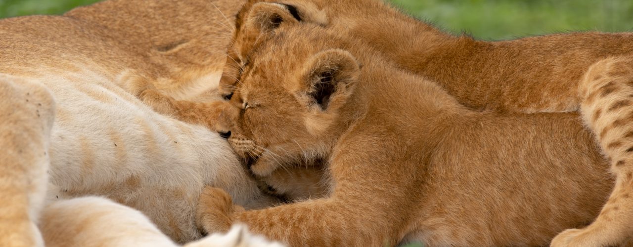 Ultimate Uganda Kenya Wildlife Safari