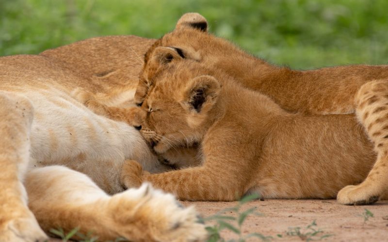 Ultimate Uganda Kenya Wildlife Safari