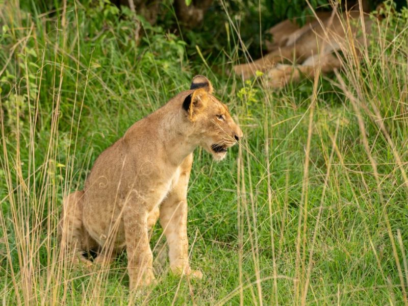 5 Days Uganda Safari