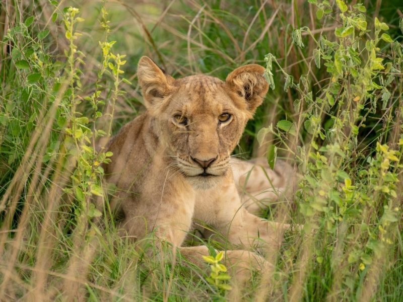 9 Days Uganda Wildlife Adventure Tour