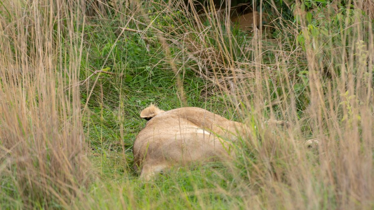 6 Days Uganda Kenya Tour