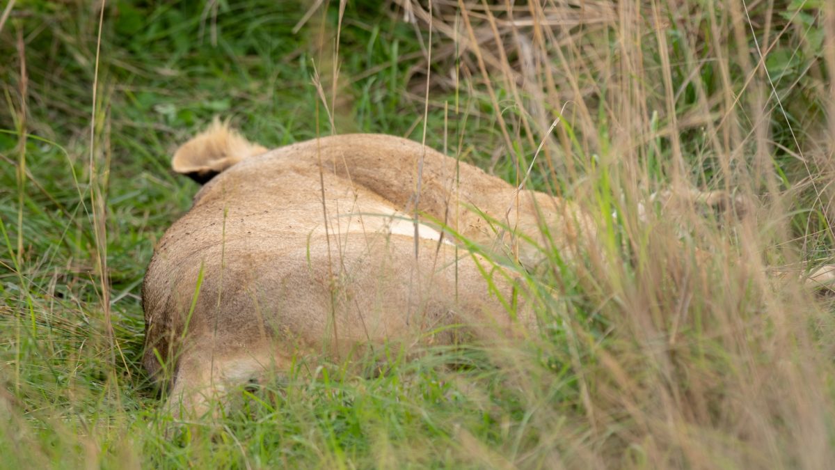9 Days Kenya Uganda Safari