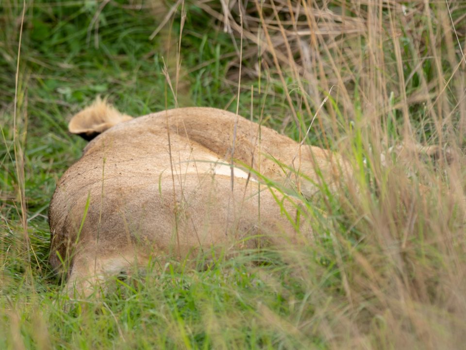 9 Days Kenya Uganda Safari