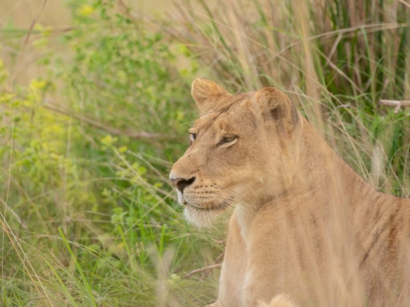 15 Days Best of Uganda Safari
