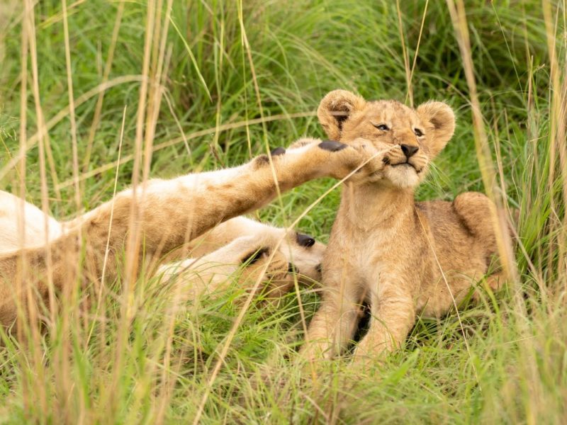 15 Days Best of Uganda Safari