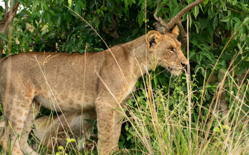 8 Days Uganda Tour
